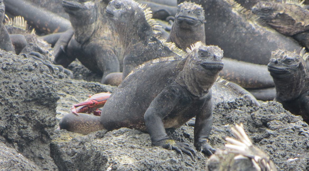 Galapagos Islands Animals - Marine Iguanas